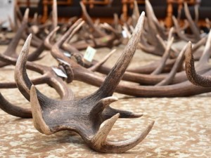 Стари обувки и ловни трофеи носят зло в къщата 
 