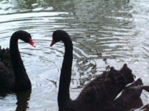 Черни лебеди се излюпиха във Варна