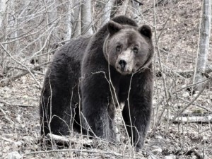 Бриджит Бардо плаче за мечока Стефан

 
