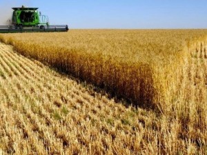 Добивът на пшеница двоен
 