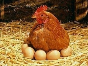 Ядем яйца от 3,5 млн. тъжни кокошки
 