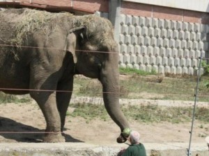 Слоницата от столичния зоопарк чукна 58
