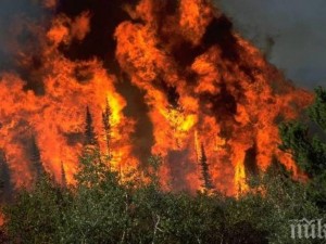 
16 хил. декара гори изгорели от началото на годината
 