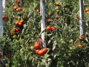 Спомени от соца: В Съветския съюз грабеха нашите корнишони и домати