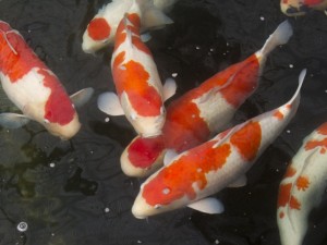 Риби ясновидци се появиха в Япония
