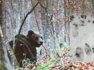 Гръмнаха мечока Живко, който нападна къщи в Рибарица