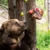 Сладоледи и парфюм за мечките в Белица 
 
 