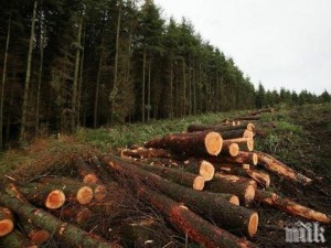 Спрете износа на дърва, за да преживеем зимата