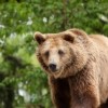 Македонска мечка се засели в Белица
 
