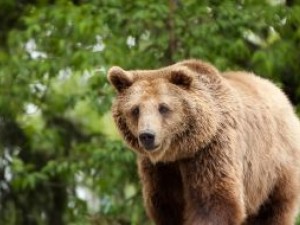 Македонска мечка се засели в Белица
 