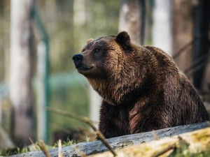 15 нападения от мечки в Смолянско за месец