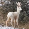 Бял елен се появи в Родопите
