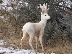 Бял елен се появи в Родопите