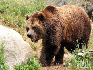 200 нападения от мечки регистрирани в Смолянско през 2022 г.