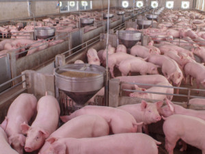 Свинете в България намаляха с 26%