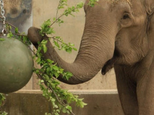 Два нови слона идват в столичния зоопарк