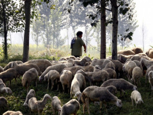 Академия учи как се става овчар
