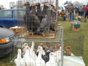 БАБХ забрани пазарите за домашни животни и птици 

 
