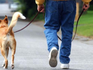 100 лв. глоба за разходка на куче без повод в парка