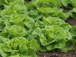 Отровите в пролетните салати отключват рак на стомаха 
 