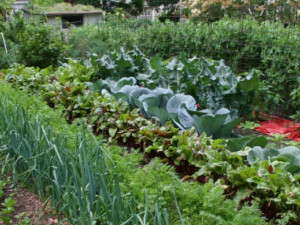 Как България да си върне зеленчуковите и овощните градини
 