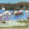 Розово фламинго превзе Варна
