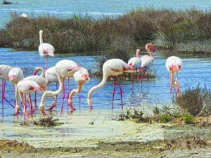 Розово фламинго превзе Варна