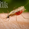 Комарите убиват 1 милион души годишно
 