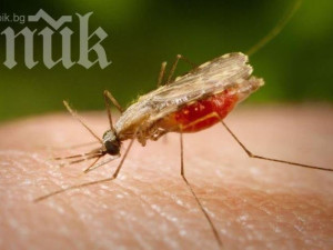 Комарите убиват 1 милион души годишно
 