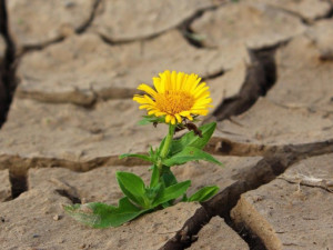 Невиждани от 90 години жеги са виновни за сушата