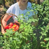 Корнелия Нинова отглежда еко домати

