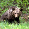 Нападенията на мечки зачестяват, расте и страхът