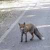 Лисици окупираха столичен квартал
 