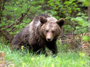 Нападенията на мечки зачестяват, расте и страхът