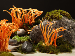 Паразитна гъба може да се окаже лек за рака