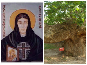 Чинарът на Преподобна Стойна цери болести и сбъдва желания
