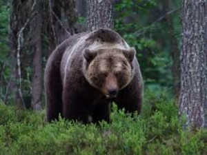 Засякоха 20 мечки в Балкана между Сопот и Калофер