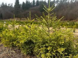 22 000 коледни елхи тръгват по пазарите, цената е до 90 лв.