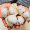 Чесънът помага на мускулите
