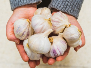 Чесънът помага на мускулите
