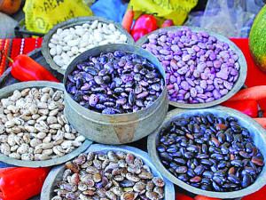 Смилянският боб отива на биенале в Торино
&nbsp;